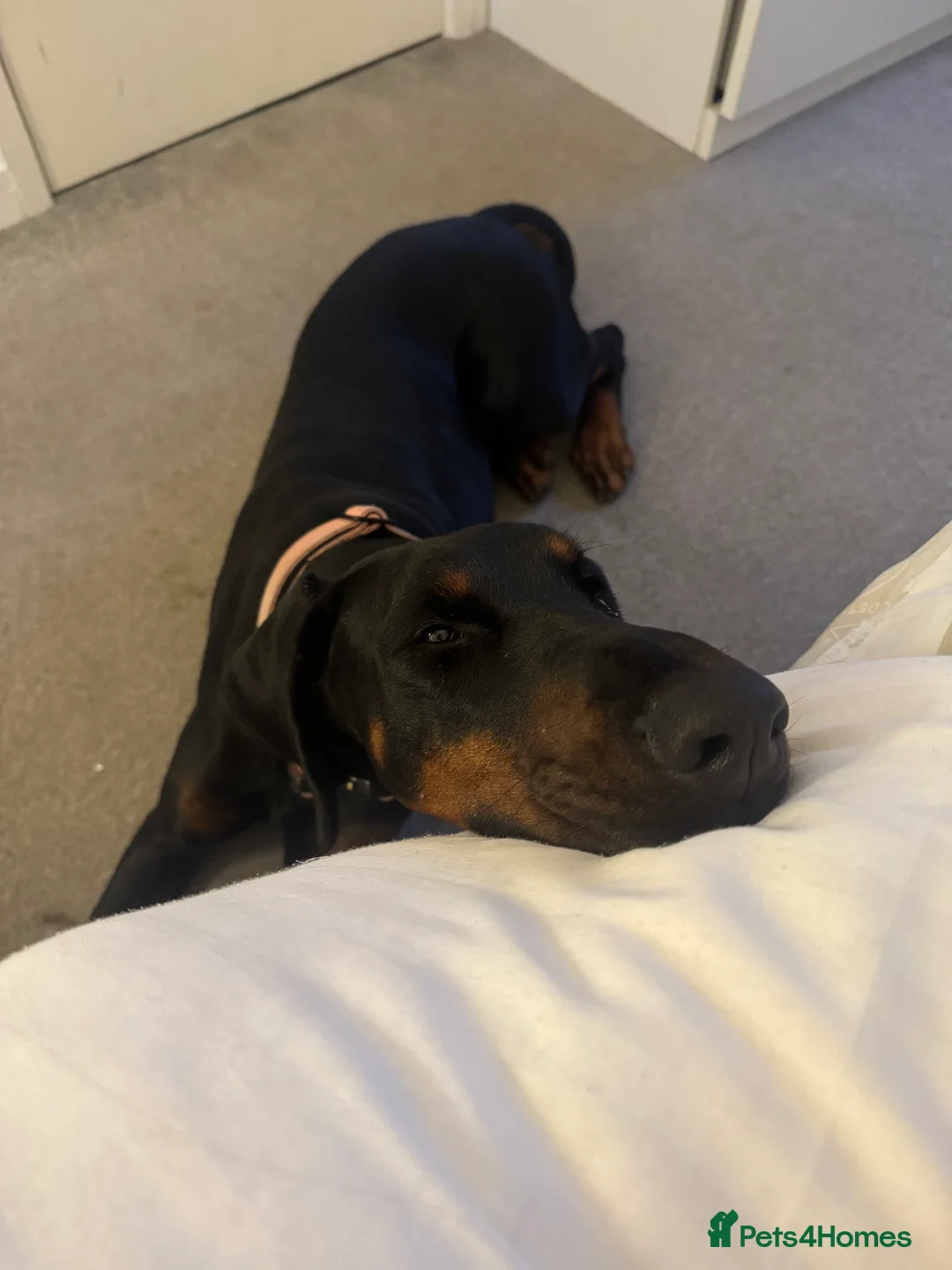 Dobermann dogs for sale: 2 year old female Doberman  - Advert 1
