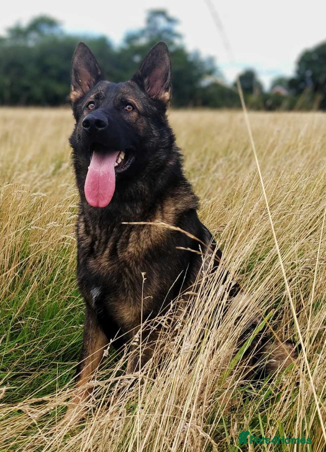 German Shepherd dogs for sale: Looking for good home for my boy Thorn - Image 4