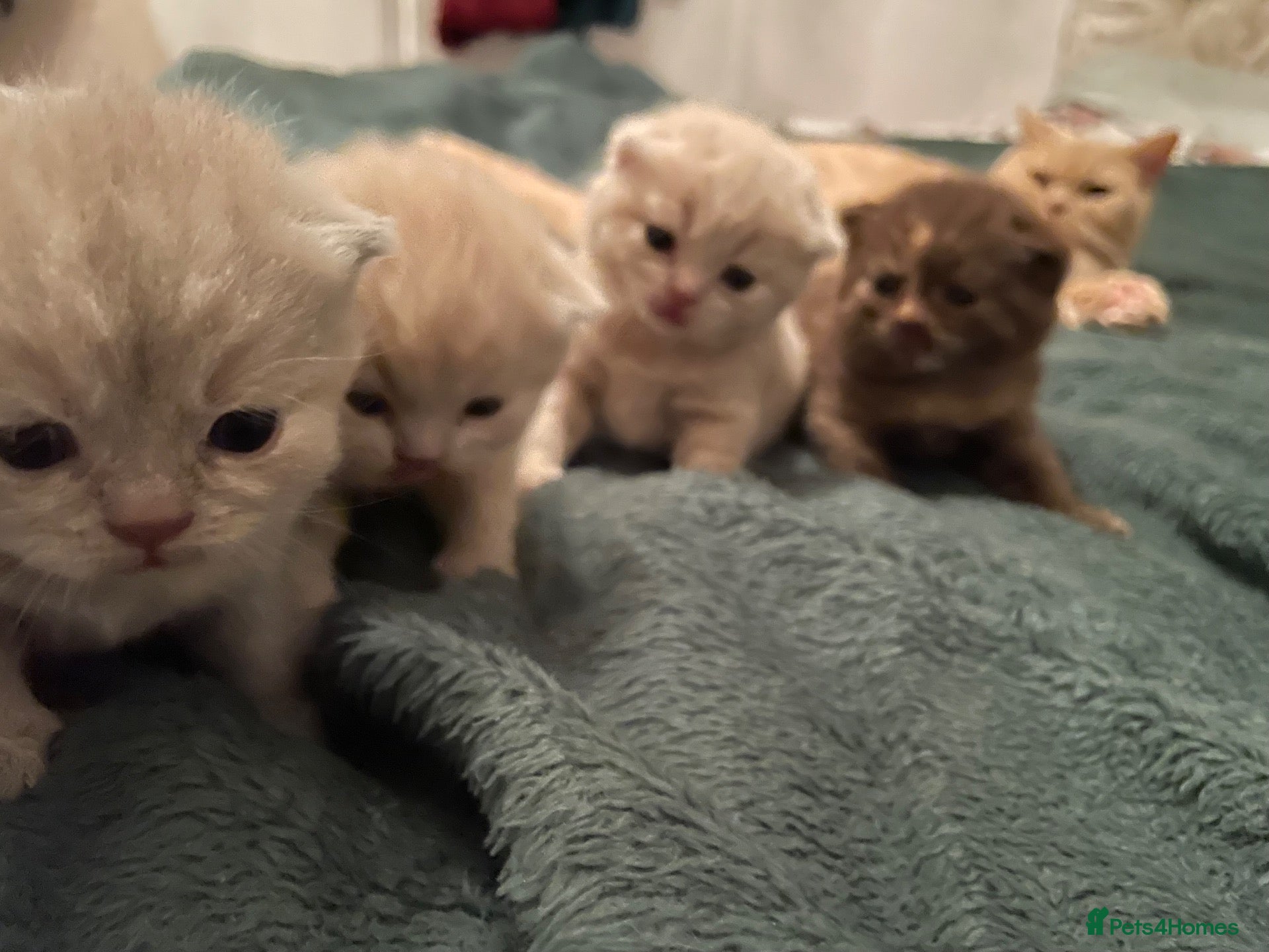 British Shorthair cats for sale: Beautiful Quality Chunky BSH Kittens  - Advert 1