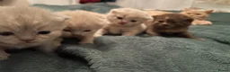 British Shorthair cats for sale: Beautiful Quality Chunky BSH Kittens  - Advert 1