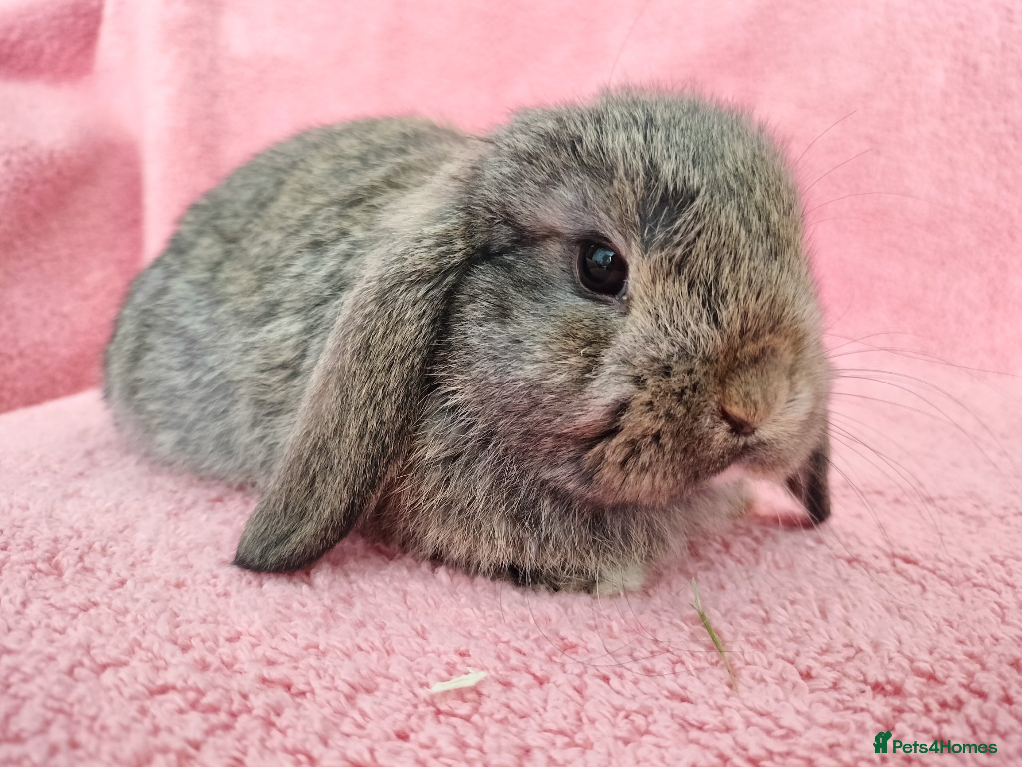Mini Lop rabbits Baby mini lops for sale  - Advert 13