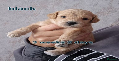 Poochon dogs - Advert 2
