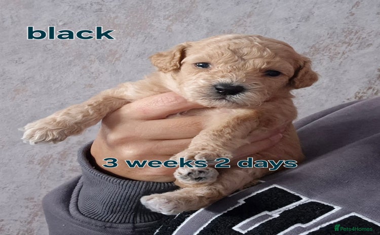 Poochon dogs - Advert 2
