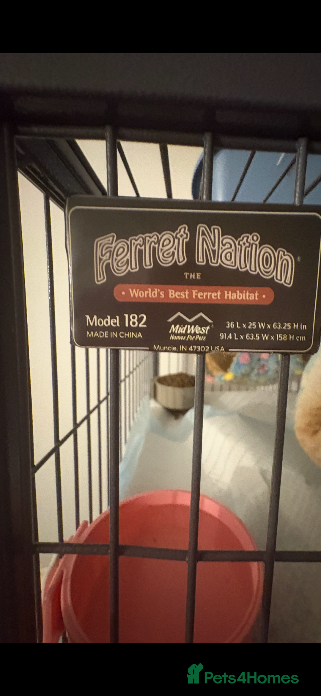 Ferret rodents for sale: 2 Ferret Jills 4 months old  - Advert 6