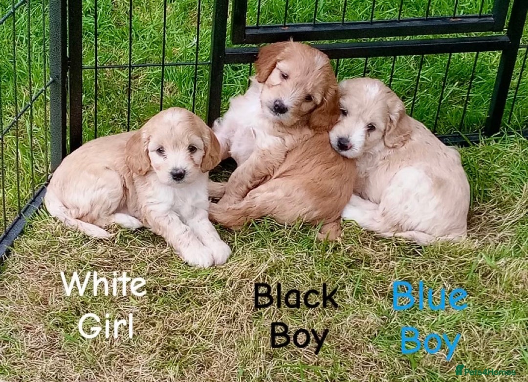 Cockapoo dogs for sale: ⭐️VERY RARE TOY Cockapoo Puppies⭐️🐶 - Image 36
