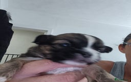 Mixed Breed dogs for sale: Puppy's forsale - Image 5