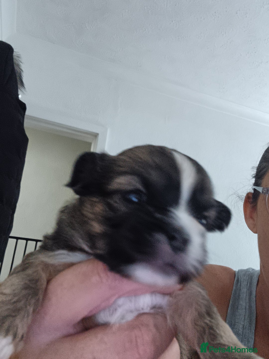 Mixed Breed dogs for sale: Puppy's forsale - Image 5