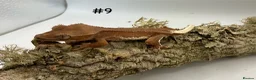 Gecko reptiles for sale: Adult, Juvenile and Lilly White Crested Geckos - Advert 18