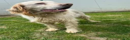 English Setter dogs for adoption: ARLO! - Advert 1