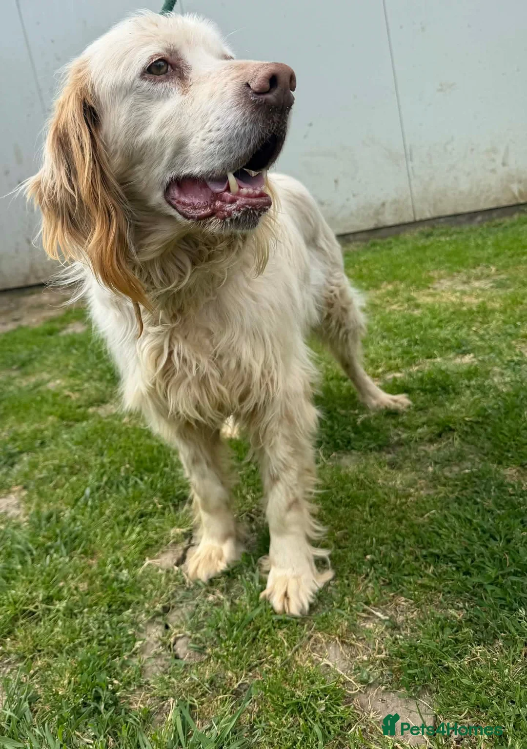 English Setter dogs for adoption: ARLO! - Advert 1