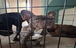 French Bulldog dogs for sale: Loving home needed - Image 7