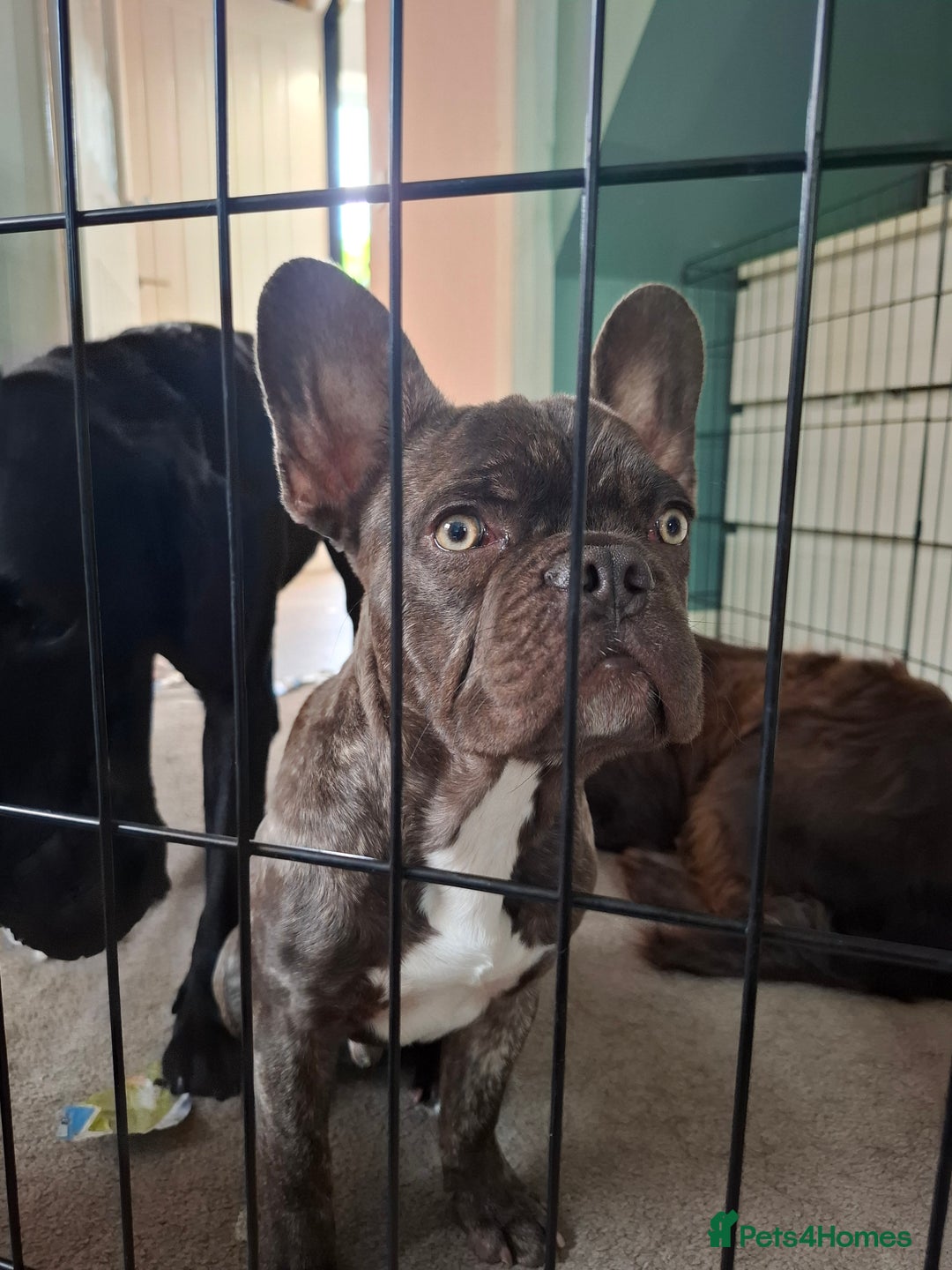 French Bulldog dogs for sale: Loving home needed - Image 7