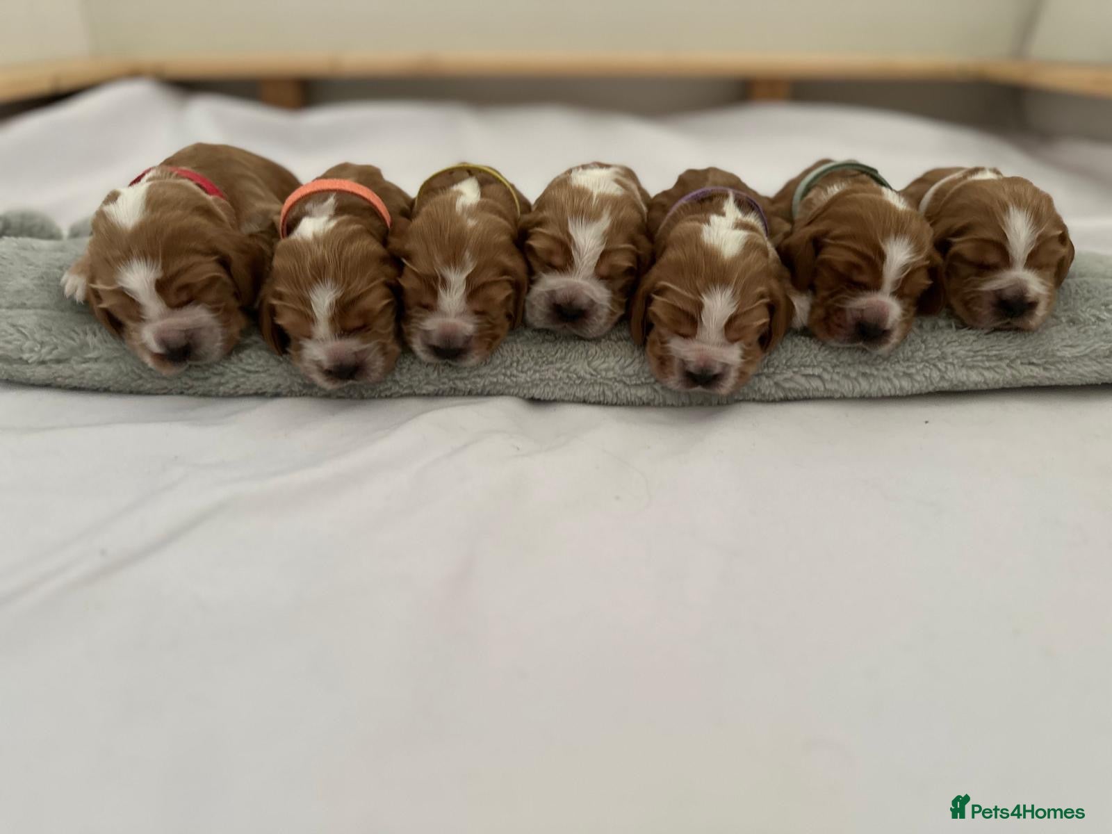 Cocker Spaniel dogs KC REG Show cocker spaniels - Advert 1
