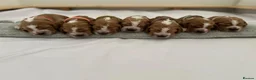 Cocker Spaniel dogs for sale: KC REG Show cocker spaniels - Advert 1
