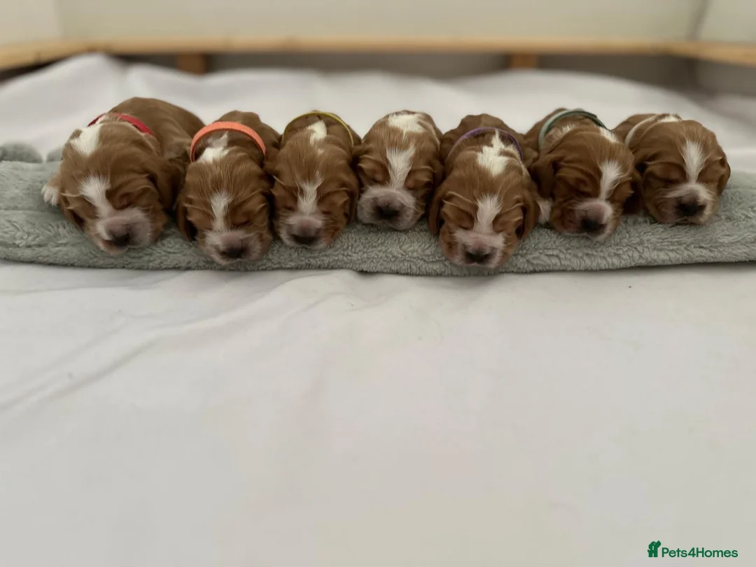 Cocker Spaniel dogs for sale: KC REG Show cocker spaniels - Advert 1