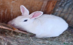 English Spot rabbits for sale: Two female English spot rabbits - Image 2