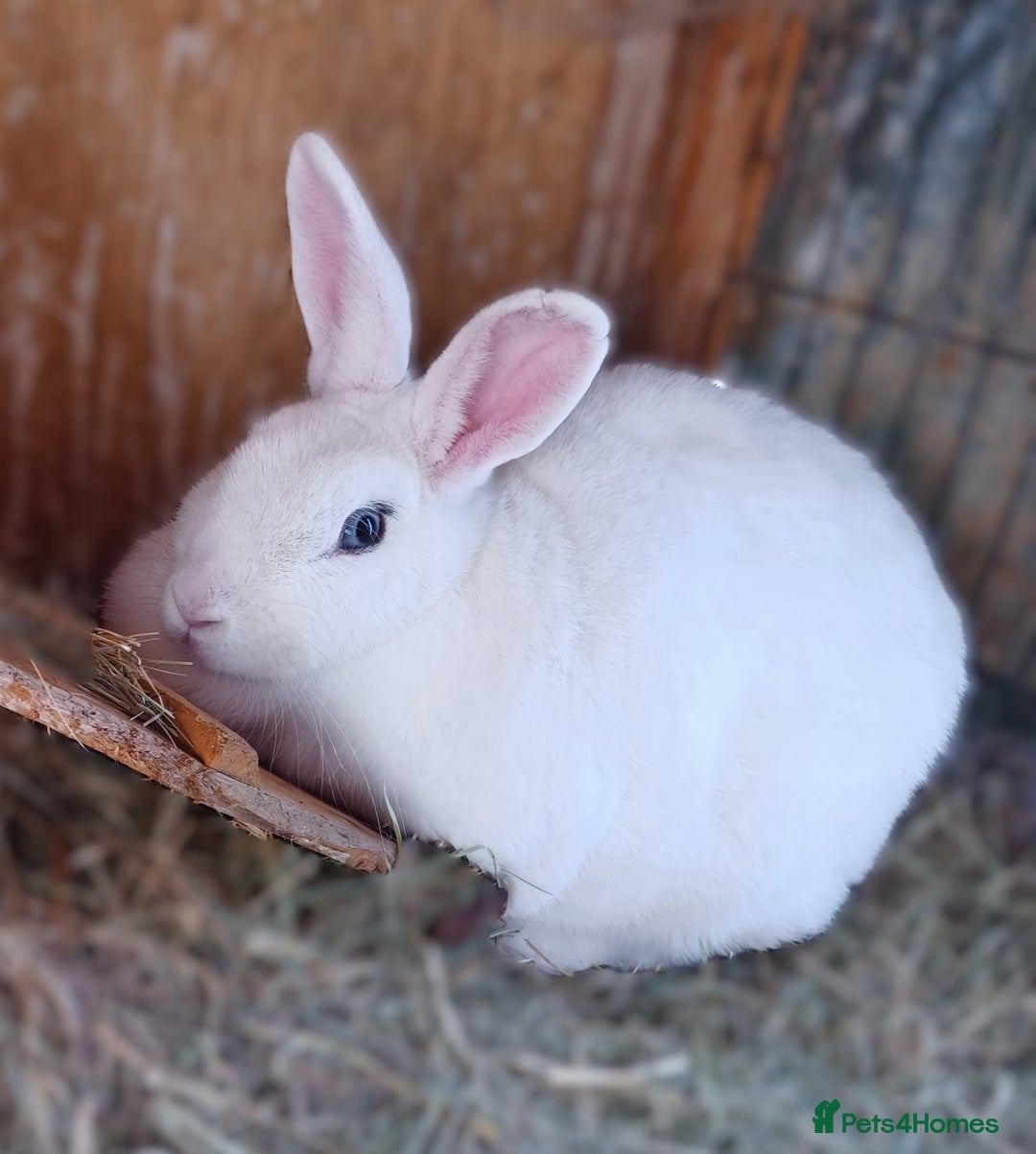English Spot rabbits for sale: Two female English spot rabbits - Image 2
