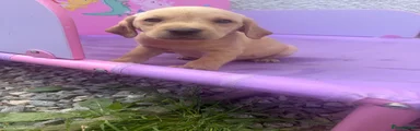 Labrador Retriever 11