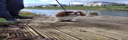 Cavalier King Charles Spaniel dogs for stud: Beautiful extensively health tested Cavalier Stud  in Wisbech - Advert 6