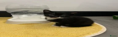 Mixed Breed Kitten 3
