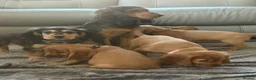 Cocker Spaniel dogs for sale: FULLHEATHTESTED OUTSTANDING SHOWTYPE COCKERSPANIEL in Alton - Advert 10