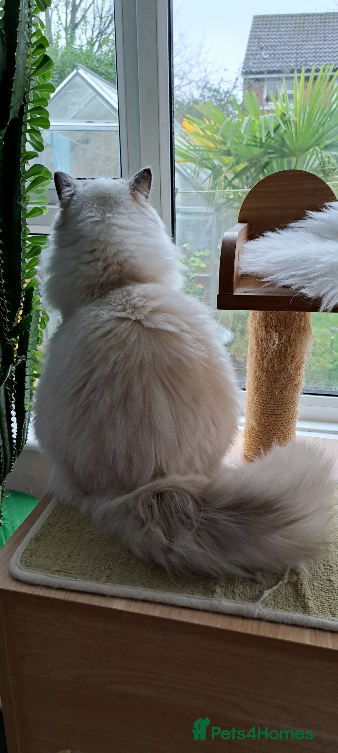 Ragdoll cats for sale: GCCF reg Ragdoll kittens  - Advert 21