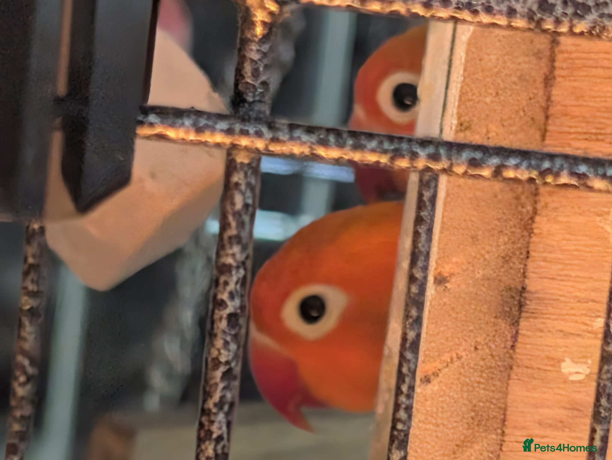 Lovebirds birds Baby and Adult LOVE BIRDS - Advert 2
