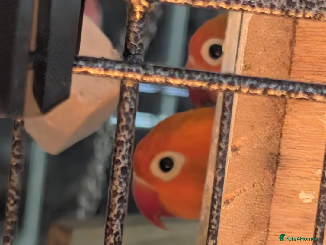Lovebirds birds for sale: Baby and Adult LOVE BIRDS - Advert 2