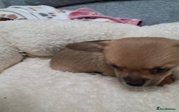 Chihuahua dogs for sale: Chihuahua puppies for sale  - Advert 4