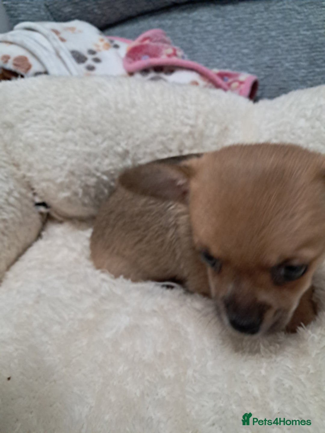 Chihuahua dogs for sale: Chihuahua puppies for sale  - Advert 4