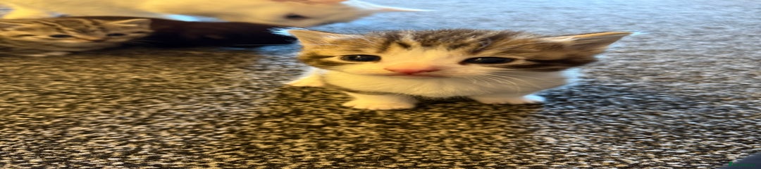 Persian Kitten 1
