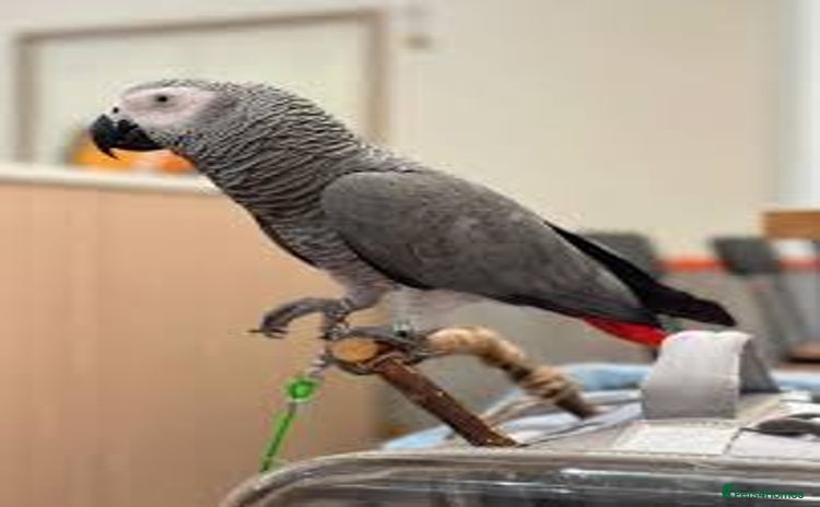 Parrots birds for sale - Advert 1