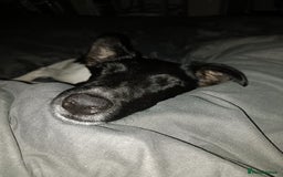 Fox Terrier dogs for sale: Looking for new home - Image 4