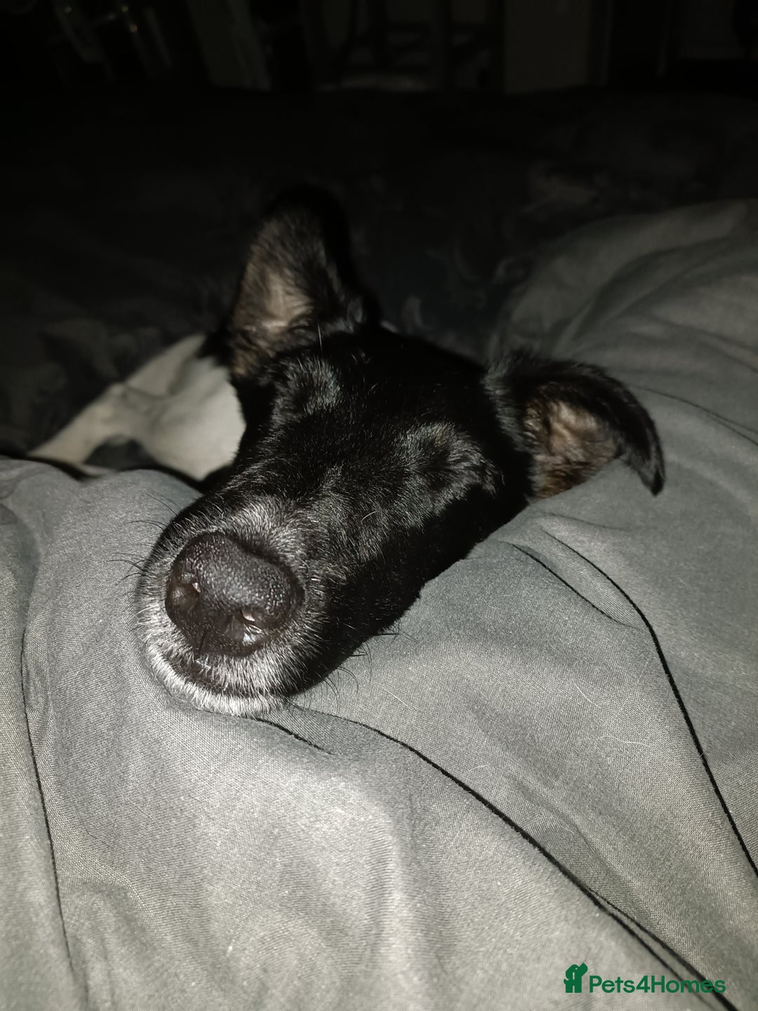 Fox Terrier dogs for sale: Looking for new home - Image 4