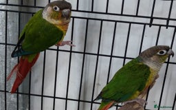 Conures birds for sale: Pair for sale  - Image 1