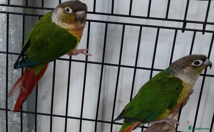 Conures birds - Advert 1