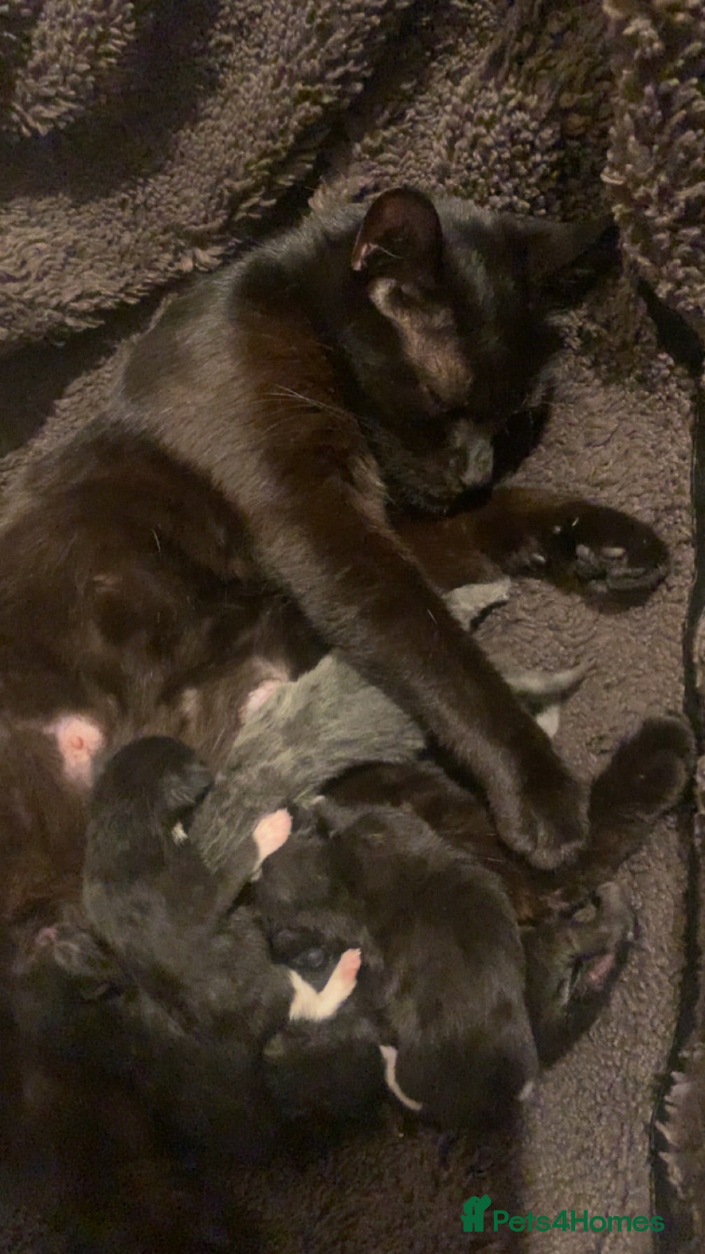 Mixed Breed cats Girl cats available  - Advert 4
