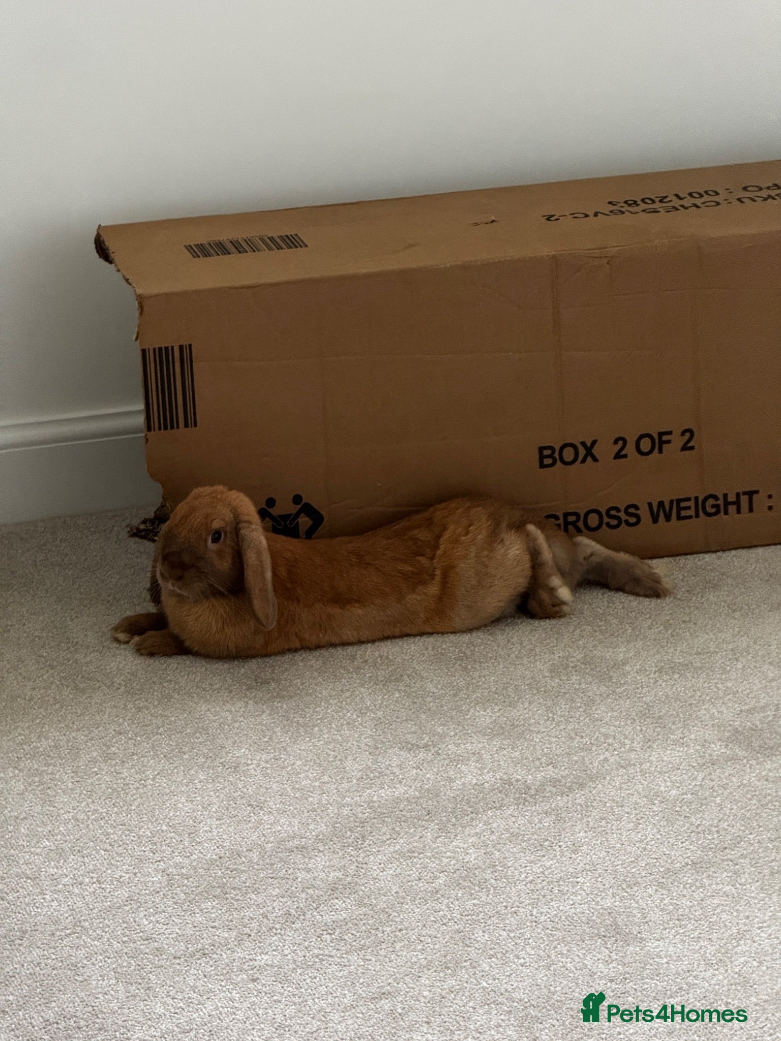 Mixed Breed rabbits Neutered Male Rabbit - Advert 3