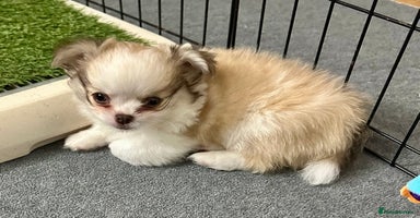 Chihuahua dogs - Advert 5