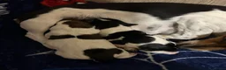 Jack Russell dogs for sale: Jack Russel  - Advert 2