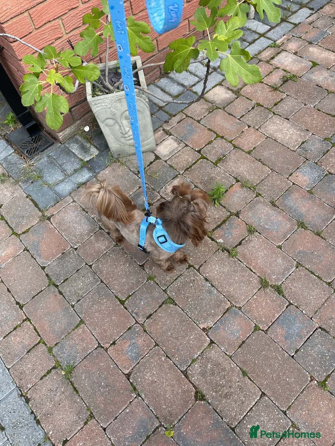 Shih Tzu dogs for stud: STUNNING CHOCOLATE IMPERIAL SHIHTZU OPEN AT STUD in Grays - Advert 31