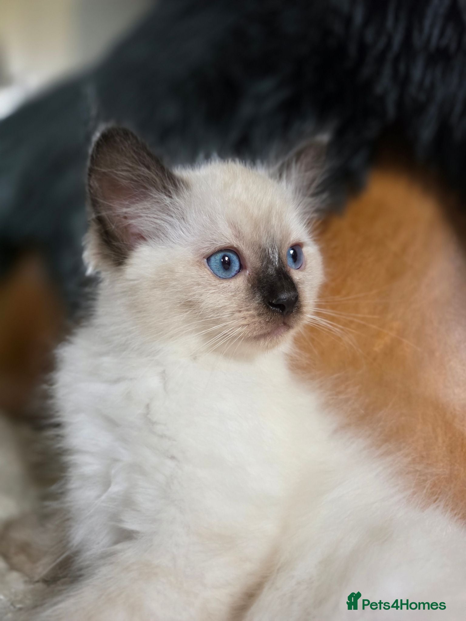 Ragdoll cats Beautifull Ragdoll Kittens - Ready Now! - Advert 13