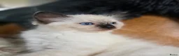 Ragdoll cats for sale: Beautifull Ragdoll Kittens - Ready Now! - Advert 6