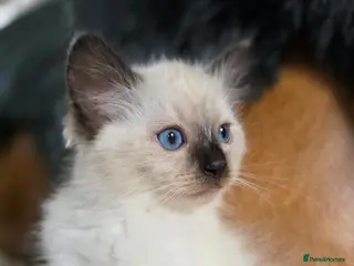 Ragdoll cats Beautifull Ragdoll Kittens - Ready Now! - Advert 13