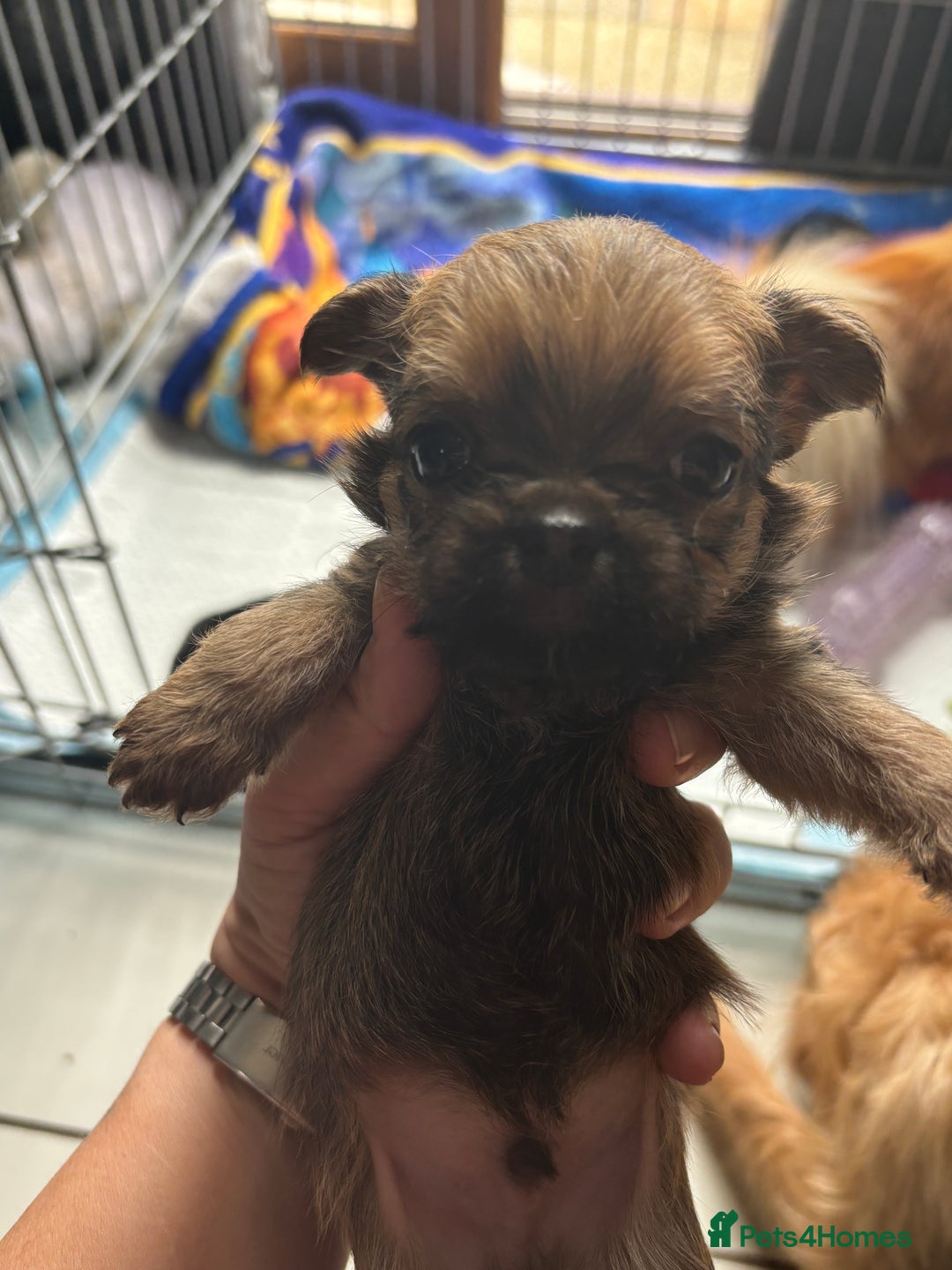 Mixed Breed dogs for sale: 6 beautiful puppies for sale, 3 female and 3 male - Image 20