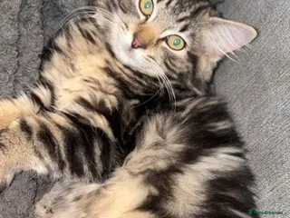 Mixed Breed cats Siberian x Ragdoll - Advert 8