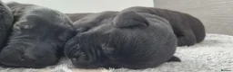 Labrador Retriever dogs for sale: Labrador retriever puppies  in Redruth - Advert 10
