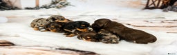 Miniature Dachshund dogs for sale: 6 KC miniature dashound puppies  - Advert 2