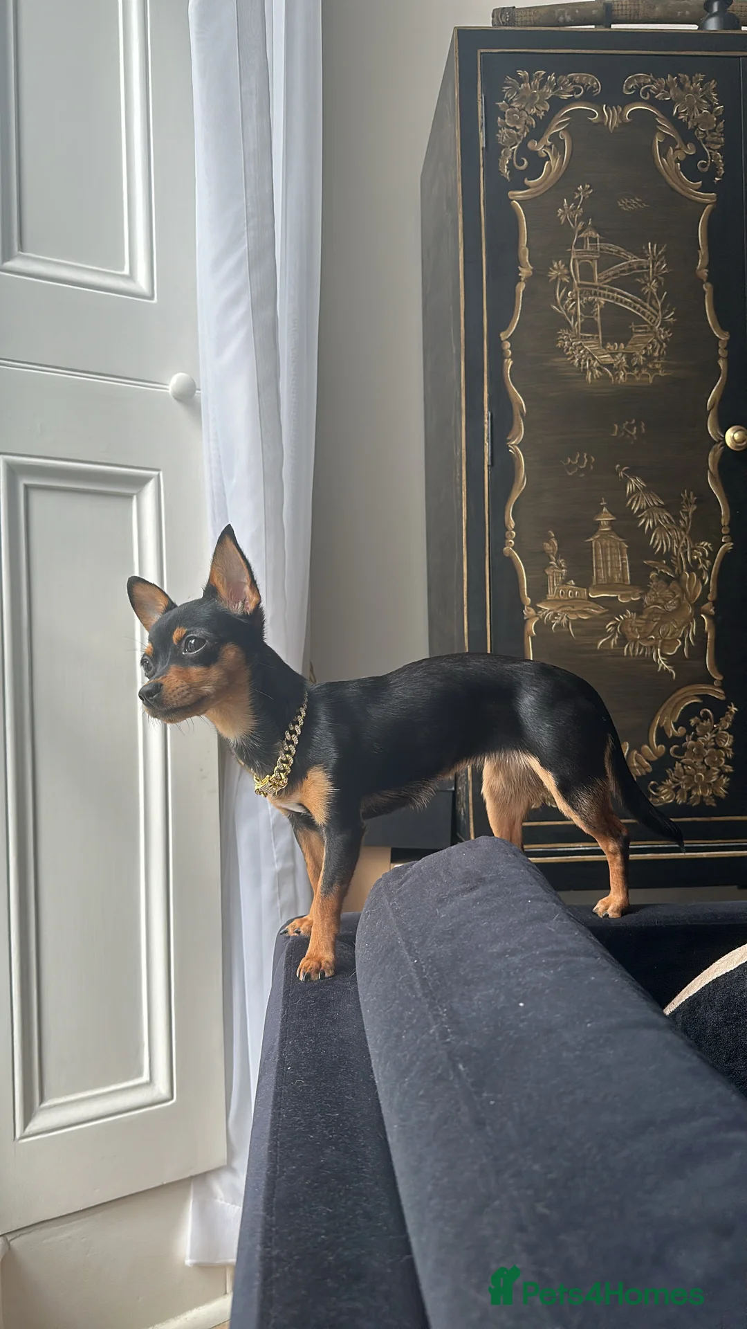 Chihuahua dogs for sale: Black chihuahua boy  - Advert 3