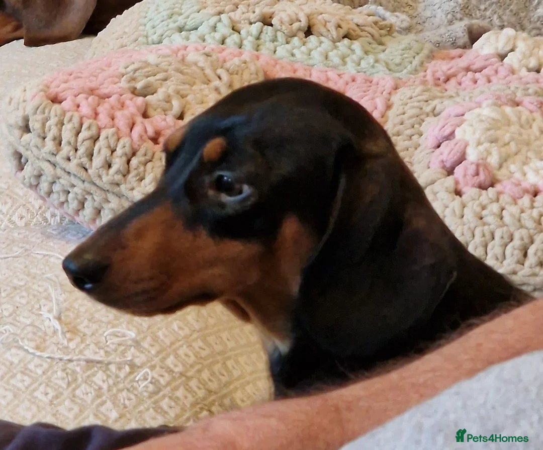 Miniature Dachshund dogs for sale: Stunning litter of Red miniature dachshunds in Brechin - Advert 1